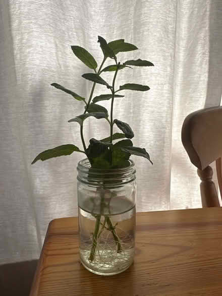 Photo of free Rooted "chocolate mint" cuttings (Sanderstead) #1