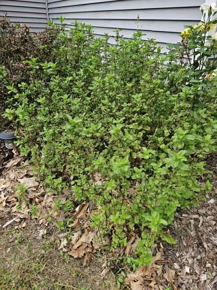 Photo of free Mint (Shirley) #1