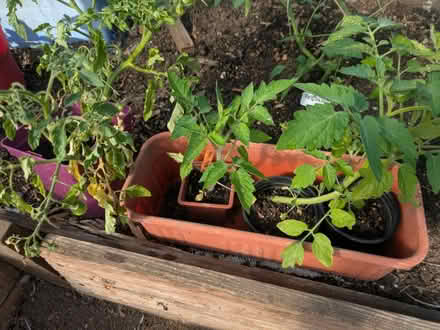 Photo of free Several Tomato lants (Wincheap CT1) #2
