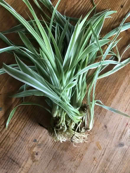 Photo of free Spider plant babies with roots (Sprowston NR7) #1