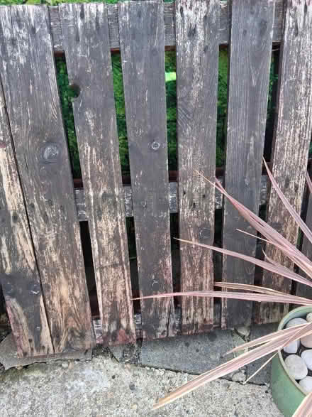 Photo of free Pallet (Wickford SS11) #1