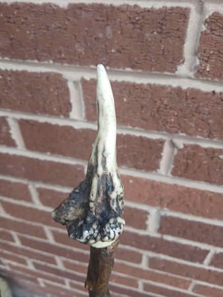 Photo of free Thumb sticks and walking cane (Copthorne) #1