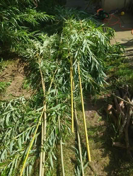 Photo of free Willow (Craiglockhart EH14) #1