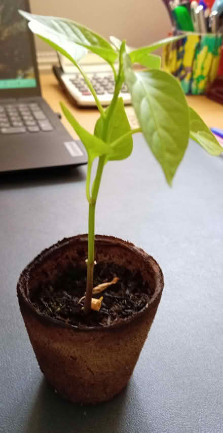 Photo of free Pepper Plants (Gornhay Cross EX16) #1