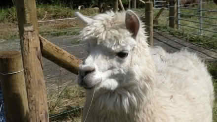 Photo of free alpaca fleeces (Felindre LD7) #1
