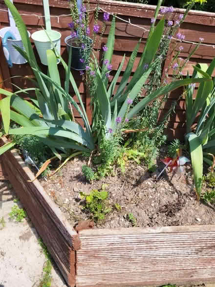 Photo of free iris plants (Craven Arms SY7) #4