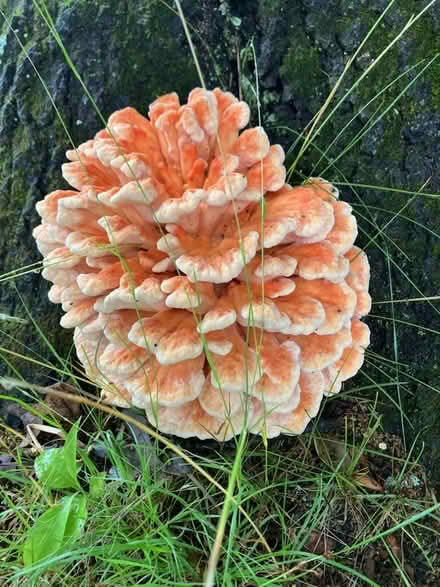 Photo of free Chicken of the woods mushroom? (West Chelmsford) #1