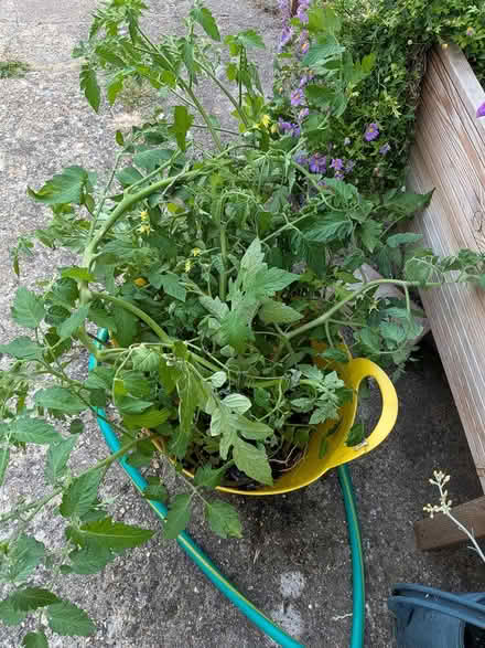 Photo of free Tomato plants (Castlepoint BH8) #1