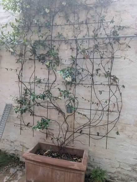 Photo of free Trellis (Bethnal Green E2) #2