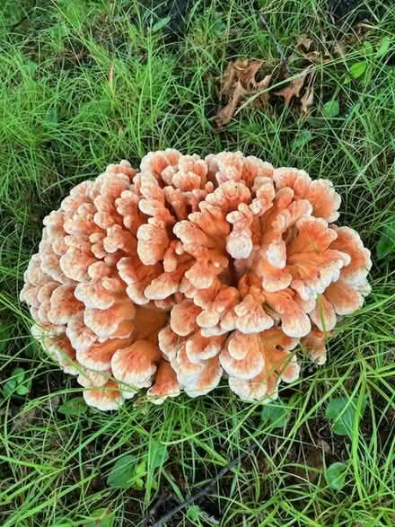 Photo of free Chicken of the woods mushroom? (West Chelmsford) #2