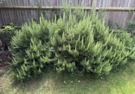 Photo of free Rosemary (Kennington OX1) #1