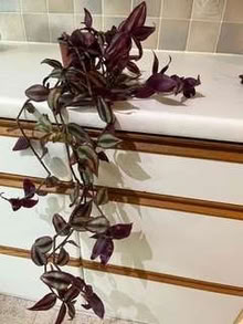 Photo of free Tradescantia pot plant (Caldecott OX14) #1