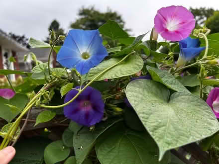 Photo of free Morning Glory seedlings (Elmvale Acres) #2