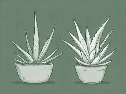 Photo of free Spider Plants & Aloe Vera Plants (Totham Hill CM9) #1