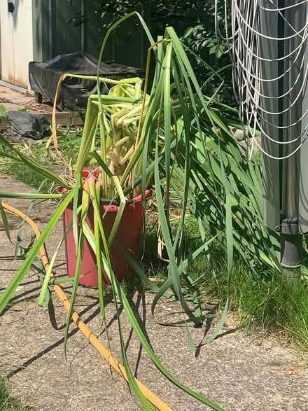Photo of free Pond plant (Charlton) #1