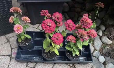 Photo of free Zinnia Flowers (Erin Mills) #1
