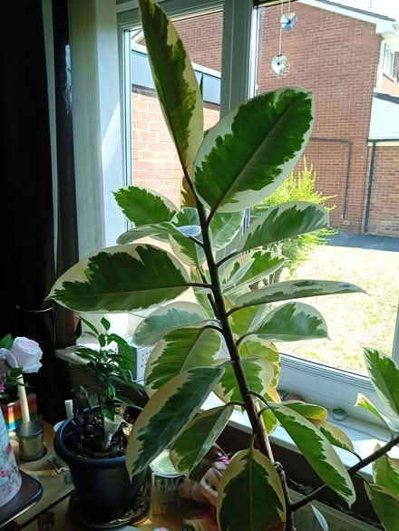 Photo of free Rubber plant (Norfolk Park S2) #2