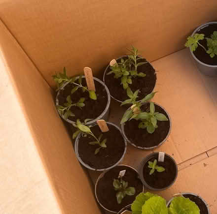 Photo of free Snap dragon plants (Garston L19) #1