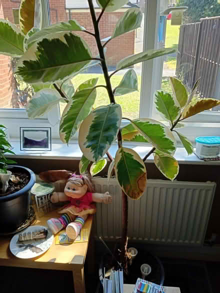 Photo of free Rubber plant (Norfolk Park S2) #1