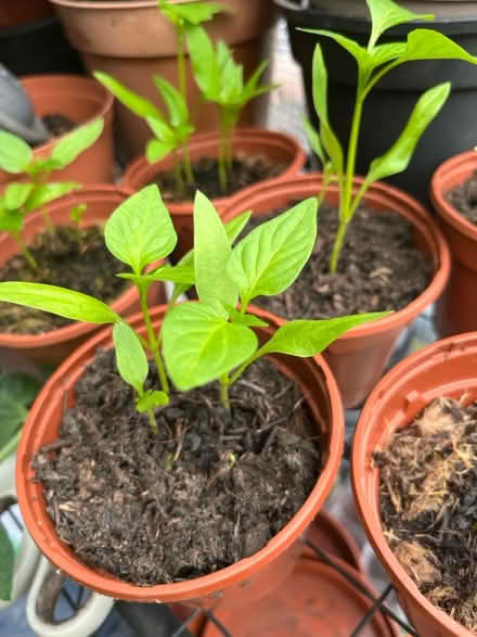 Photo of free Pepper plant (Westgate LA3) #1