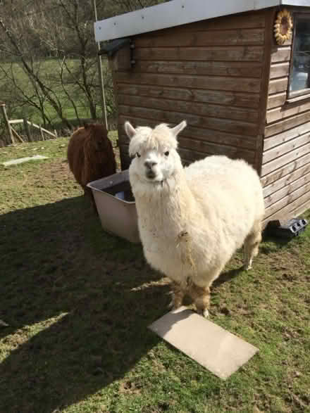 Photo of free alpaca fleeces (Felindre LD7) #2
