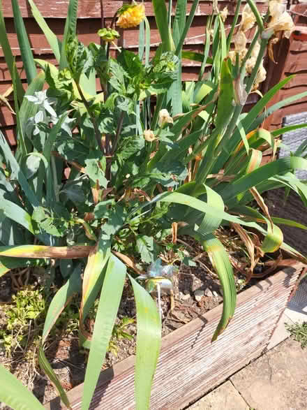 Photo of free iris plants (Craven Arms SY7) #1