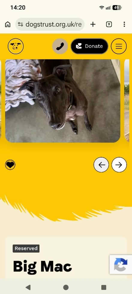 Photo of greyhound (Basildon SS14) #1