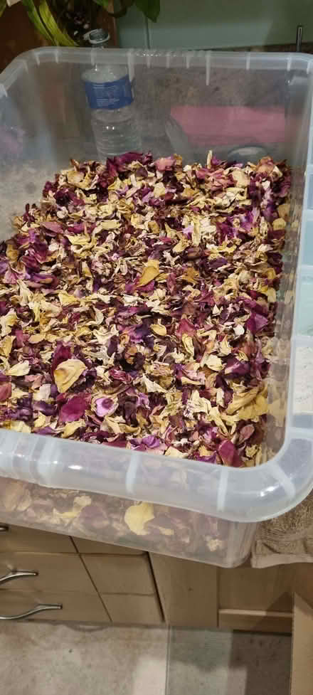 Photo of free Dry rose petals (South Tonbridge TN9) #1