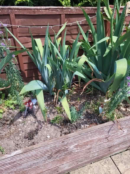 Photo of free iris plants (Craven Arms SY7) #3