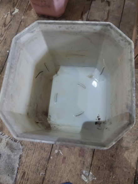 Photo of free Plant pot (SW16) #2