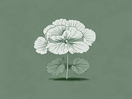 Photo of free Perennial geranium Samabor (Tilehurst RG31) #1