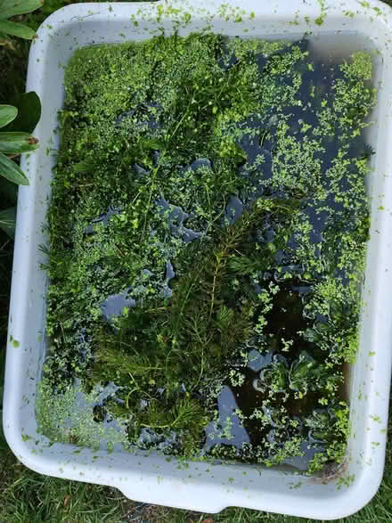 Photo of free Pond plant , hornwort ,oxygenator (Woodley RG5) #1