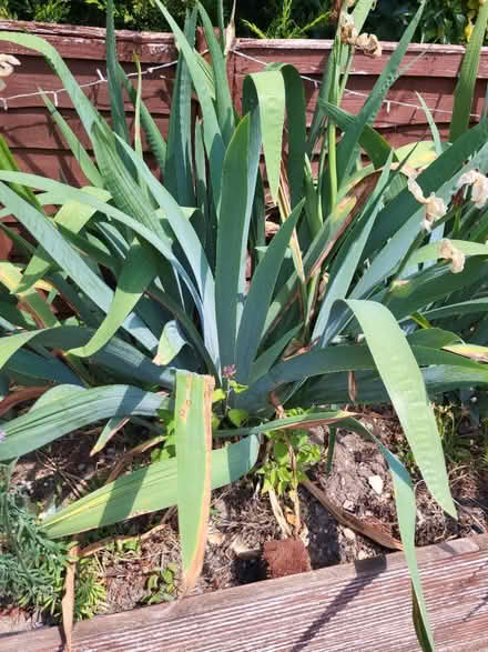 Photo of free iris plants (Craven Arms SY7) #2