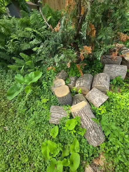Photo of free Firewood logs (6522 eagle lake dr. osseo) #3