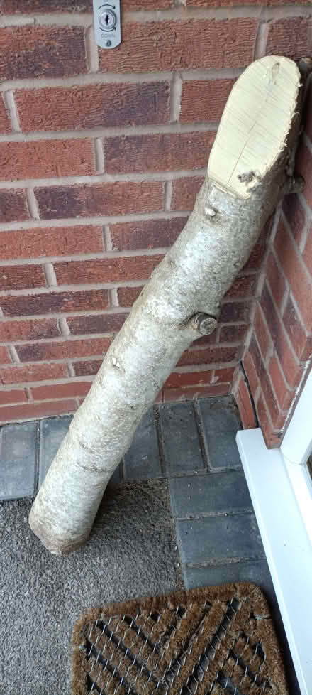 Photo of free Holly log- wood turning (Little Stoke ST15) #1