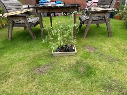 Photo of free Tomato plants (Drum Brae EH4) #1
