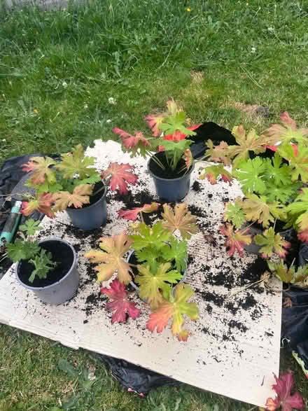 Photo of free Geranium plants (Garston L19) #1