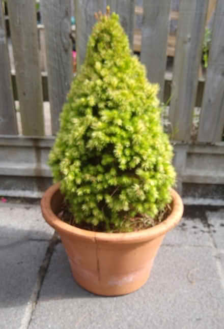 Photo of free Terracotta Pot (St Austell) #1