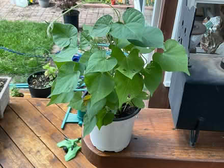 Photo of free Morning Glory seedlings (Elmvale Acres) #1