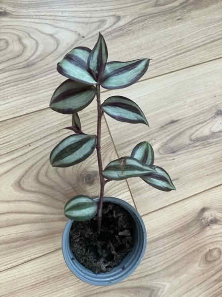 Photo of free Tradescantia zebrina (Westgate LA3) #1