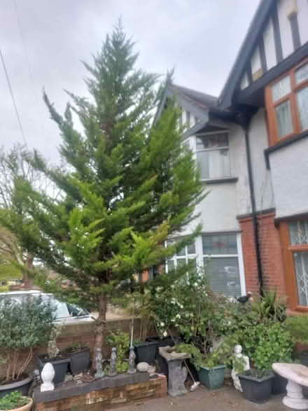 Photo of free Lemon Cypress Tree (Chigwell Row IG7) #1