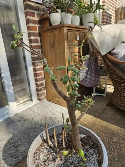 Photo of free Jade/Money plant (Morden SM4) #1