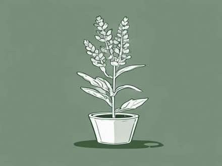 Photo of Salvia plants - any compact, small variety (New Malden KT3) #1