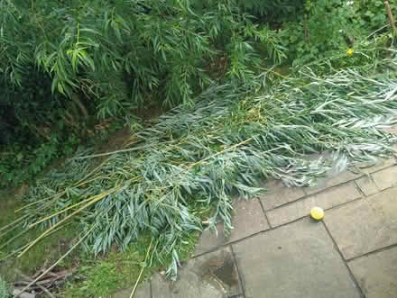 Photo of free Willow (Craiglockhart EH14) #1