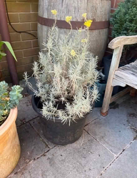 Photo of free Potted Curry Plant (Newburgh WN8) #1