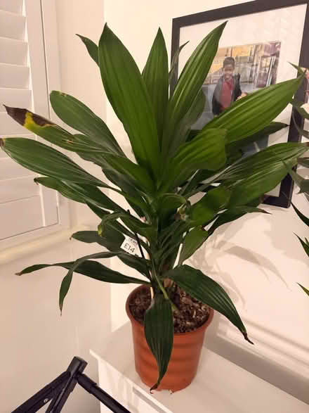 Photo of free plants (SE11) #2