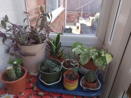 Photo of free Assorted house plants (Whoberley CV5) #1