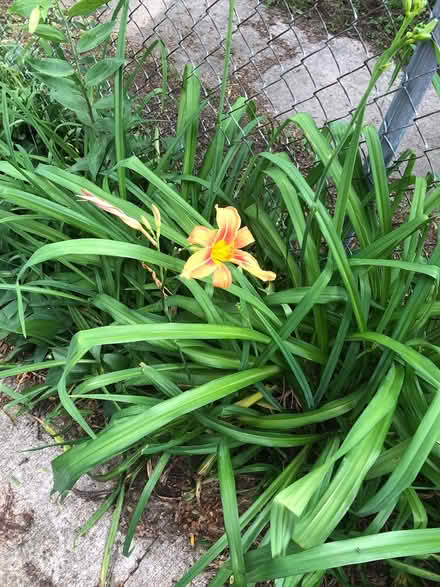 Photo of free Lilies (Near East/Union & Marquette) #3