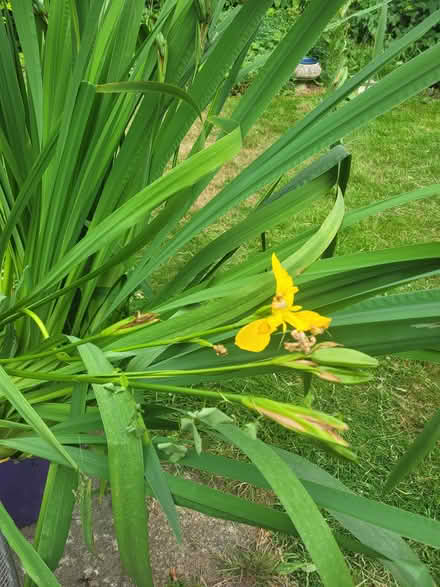 Photo of free Water Irises (Whitemans Green RH17) #2