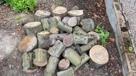 Photo of free Beech logs (Mill Lane crowborough TN6) #1